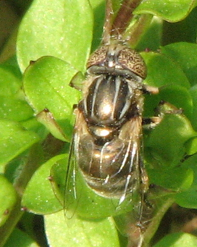 Eristalinus aeneus M ed Eristalinus sp. F (Syrphidae).